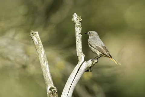 A black redstart Stock Photos