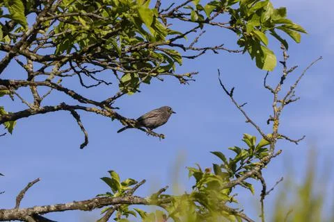 Black redstart on sentry post Stock Photos