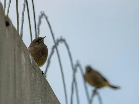 Black redstart sitting on razor wire against the sky. Foto stock