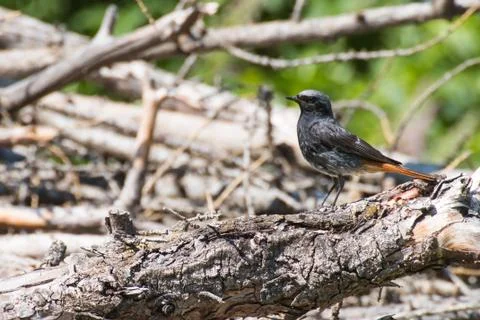 Black redstart small black bird with orange red tail Stock Photos