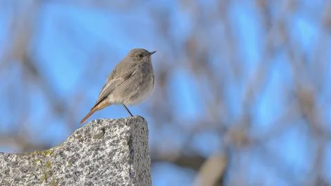 Black redstart on the stone in may Foto stock