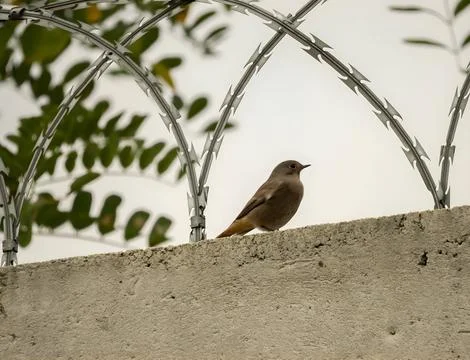 Black redstart surrounded by a razor chain. Foto stock