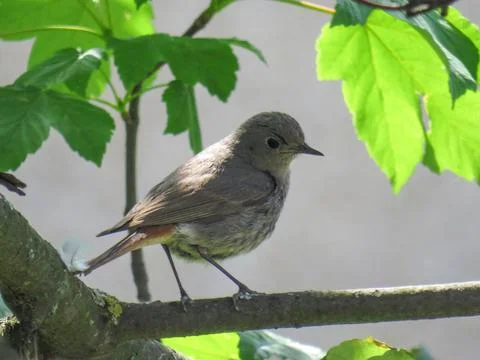 Black redstart on a tree branch. Phoenicurus ochruros Photos