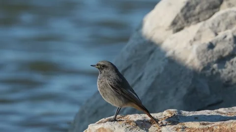 Black redstart is waiting on the stone Stock Footage 262959397