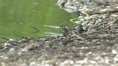 Black Redstarts Bathing and Grooming on Pebbled Lake Shore - 4K Wildlife Slow Stock Footage 336654997