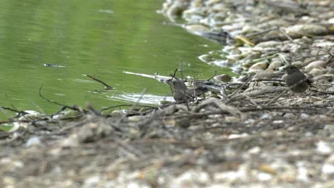 Black Redstarts Bathing and Grooming on Pebbled Lake Shore - 4K Wildlife Slow Stockbeeldmateriaal 336655007