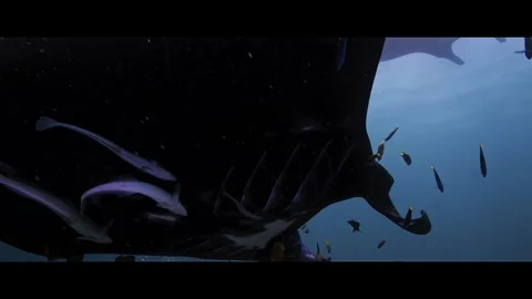 Black Reef Manta Ray (Stealth Manta) Swimming Overhead in Raja Ampat Stock Footage 338240846