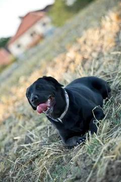 Black retriever Stock Photos