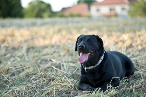 Black retriever Stock Photos
