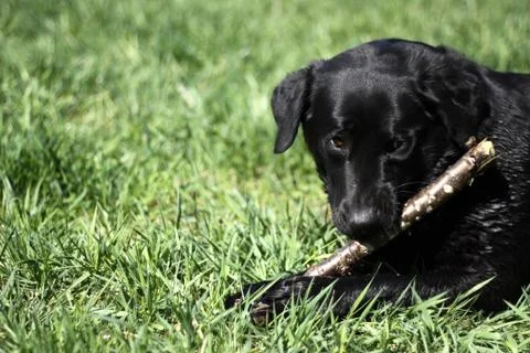 Black retriever Stock Photos