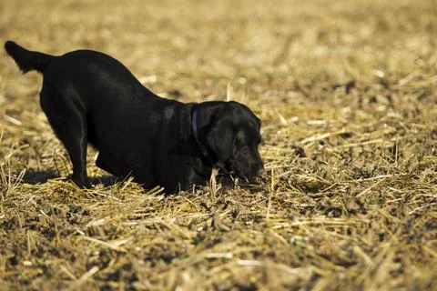 Black Retriever Stock Photos