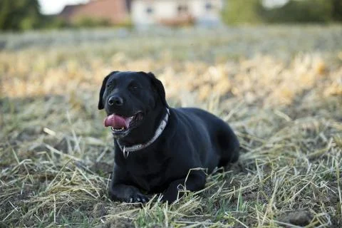 Black Retriever Stock Photos