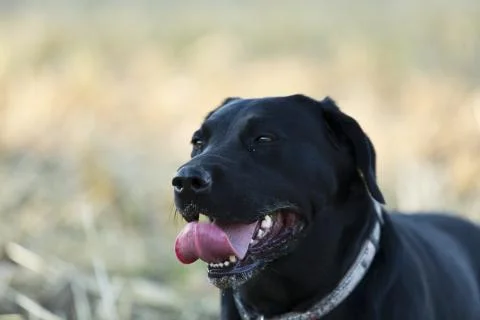 Black Retriever Stock Photos