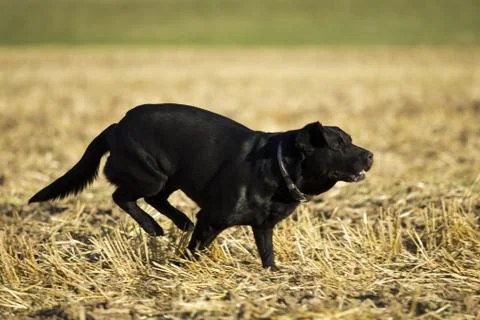 Black Retriever Stock Photos