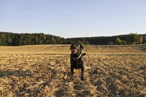 Black Retriever Stock Photos
