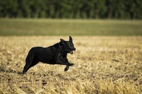 Black Retriever Stock Photos