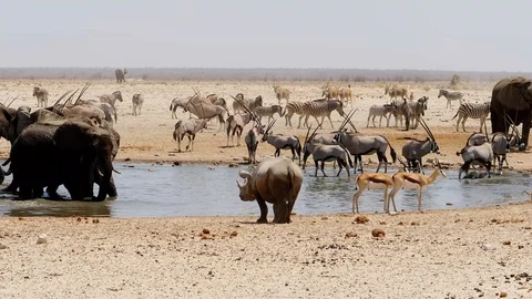 Black rhino backs away from attacking elephant Stock Footage 127539189