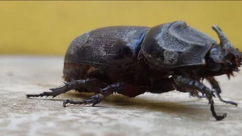 Black Rhino Beetle Stock Footage 296045352