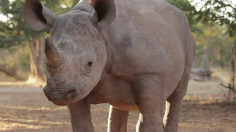 Black rhino calf close up Видео 37862995