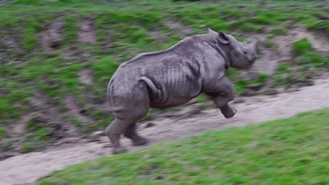 Black Rhino Calf Runs To Mother, Endangered Species In Conservation Programme 4K Stock Footage 88409096