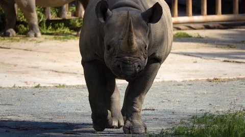 A black rhino cub is walking in its zoo aviary. Stock Footage 114510835