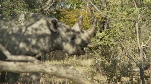 Black Rhino 스톡 동영상 10913720