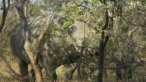 Black Rhino 스톡 동영상 10913862