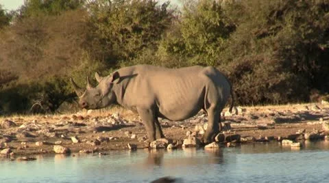 Black Rhino Stock Footage 12165567