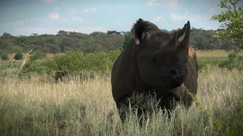 Black Rhino Stock Footage 62798449
