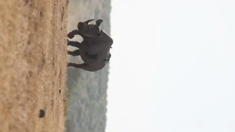 Black Rhino Vídeos de archivo 234679125