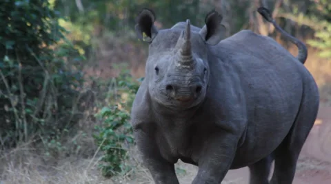 Black rhino mock charge Stock Footage