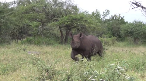 Black Rhino mock charge Stock Footage 45292615