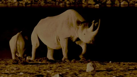 Black rhino at night Stock Footage