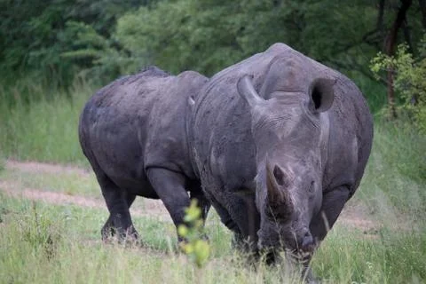 Black Rhino Foto stock