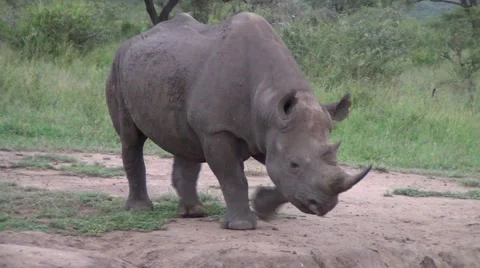 Black Rhino walking towards camera Stock Footage 11136846