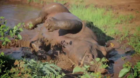 Black rhino wallowing Видео 37872035