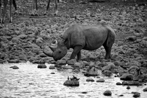 A black rhinocerios drinking water in etosha national park Stock Photos