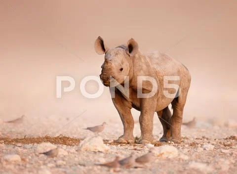 Black rhinoceros baby Stock Photos