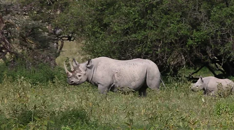 Black Rhinoceros, diceros bicornis, Female with Calf walking, Nakuru Park Stock Footage