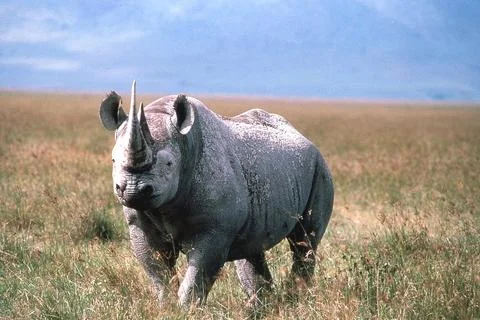 Black Rhinocerous Stock Photos