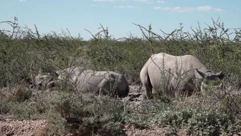 Black rhinos bathe in the mud 库存影片 170878562