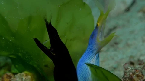 Black Ribbon Eel and Blue Ribbon Eel  Stock Footage 112258728