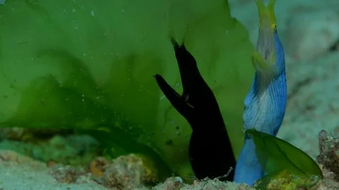 Black Ribbon Eel and Blue Ribbon Eel Together Stock Footage 112258736