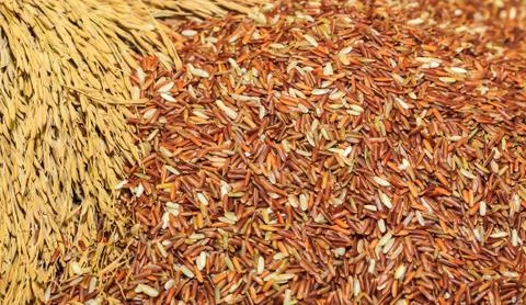 Black rice background Stock Photos