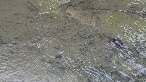 Black rice crab walking to the puddle. Stock Footage 79775934