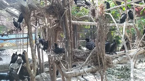 Black rice hermit bird Video stock 213414503