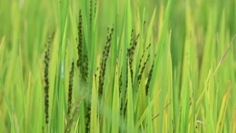 Black rice panicles in the field. Stock Footage 326706533