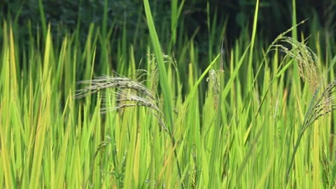 Black rice panicles in the field. Stock Footage 326706534