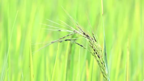 Black rice panicles in the field. Stock Footage 326706536