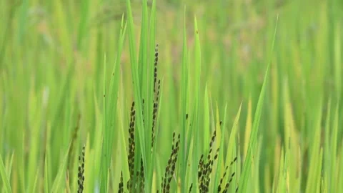 Black rice panicles in the field. Stock Footage 326706537